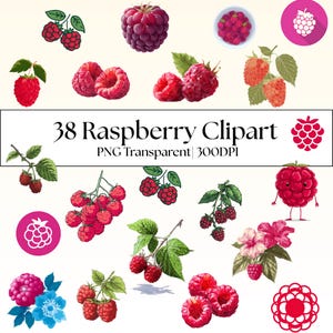 38 Akvarell Hallon Clipart Bundle: Bärkonst, Sömlösa Mönster (Transparent PNG)
