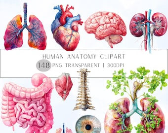 148+58 Imagens Clipart de Órgãos Humanos | Imagens Clipart de Anatomia em PNG (Download Digital)
