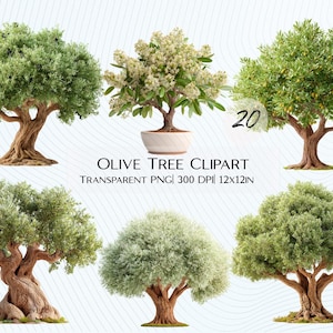 May include: A collection of six olive tree clipart images. The trees vary in size and shape, with green foliage and brown trunks. One tree is in a white pot. The text "OLIVE TREE CLIPART" and "TRANSPARENT PNG" is displayed.