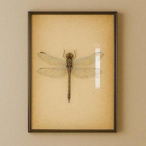 Vintage Dragonfly Illustration Print: Botanical Insect Wall Art (Digital Download)
