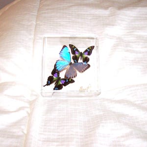 Real Beautiful Pearlized Morpho Center Butterfly with Two Mosaic Pattern Accents