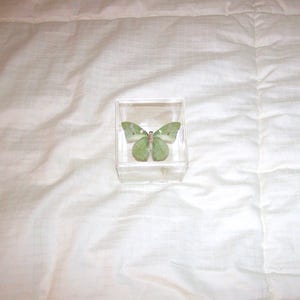 Real Soft Mint Green Butterfly