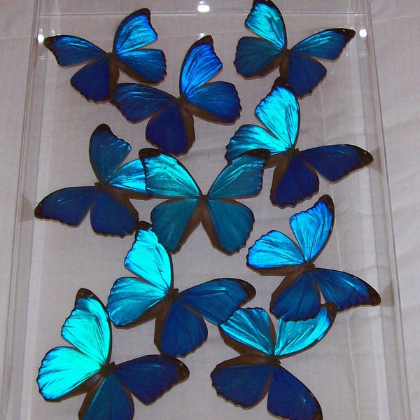 Real Stunning Swarm of Iridescent Blue Morpho Butterflies