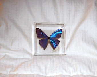 May include: A vibrant blue Morpho butterfly specimen preserved inside a clear, square acrylic display case. The butterfly features iridescent, metallic blue wings with dark brown edges, displayed flat with wings fully extended in a symmetrical pose.