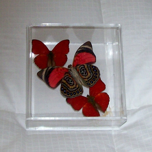 Real Rare Fushia/Navy Butterfly  With Two Blood Red Accents