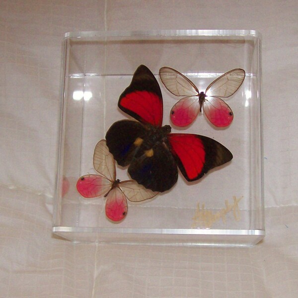 Real  Gorgeous Rare Fushia and Navy Blue Butterfly With Accent Hot Pink Clearwing Butterflies