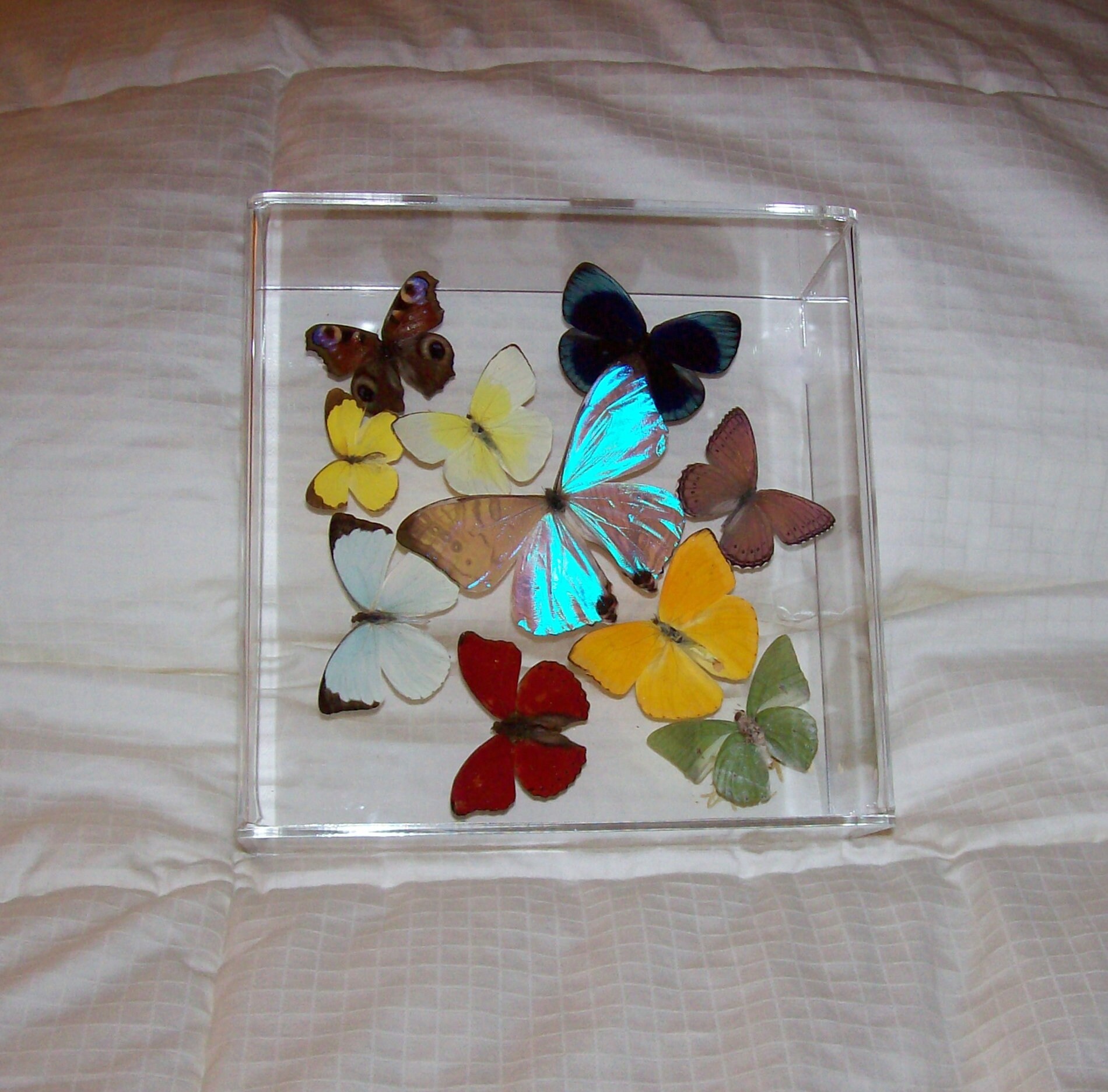 Spray of Beautiful Authentic Butterflies