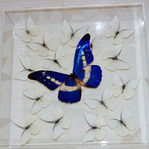 Real Gorgeous Rare Morpho Butterfly Among Snow White Butterflies