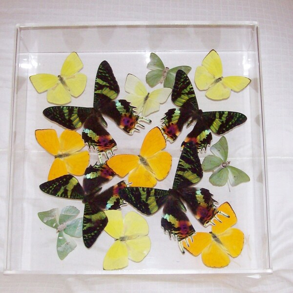 Real Sunset Moths Arranged in a Beautiful Swarm With Accents of Yellow and Green Butterflies