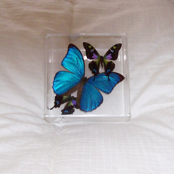 Real Beautiful Iridescent  Metallic Blue Morpho Butterfly with Mosaic Patterned Accents
