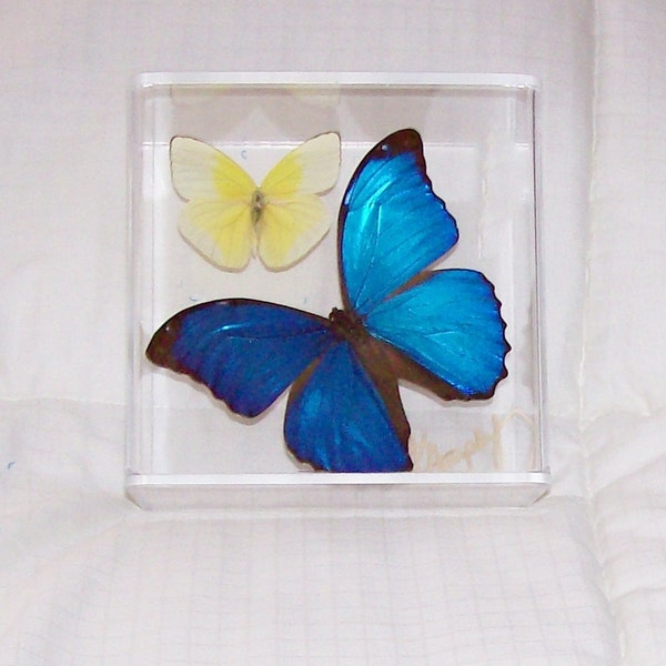 Real Beautiful Iridescent  Metallic Blue Morpho Butterfly with a Pastel Yellow  Accent