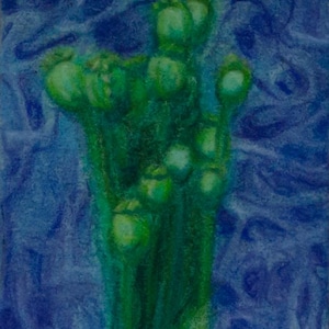 Coquelicots / Os 2,5x3,5 pouces