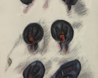 May include: A pencil drawing of a possum's face, focusing on the eyes and ears. The drawing is done in shades of gray, black, and orange.