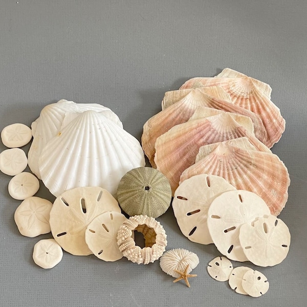 Mixed LOT of SHELLS Natural Ocean Seashells Coastal and Shell Decoration Coastal Wreath