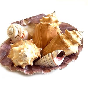 May include: A large, flat, purple-toned clam shell serving as a base for a collection of four distinct sea shells. The arrangement includes two spiky, tan-colored conch shells, a smooth, spiraled white shell, and a smaller, striped conical shell.