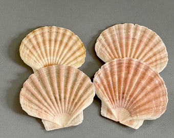 4 Irish Flat Scallop Shell Plates or Natural Ocean Seashells Coastal and Shell Decoration