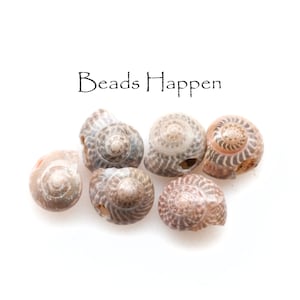 May include: Six seashells with brown and white patterns, arranged on a white surface. The text "Beads Happen" is written above the shells.