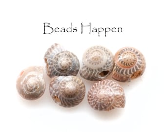 Könnte beinhalten: Sechs Muscheln mit braunen und weißen Mustern, auf einer weißen Oberfläche angeordnet. Der Text "Beads Happen" steht über den Muscheln.