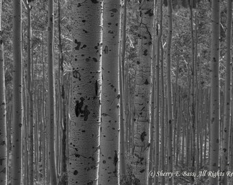 ASPEN PHOTOGRAPH, NATURE Photography, Original Fine Art Photography