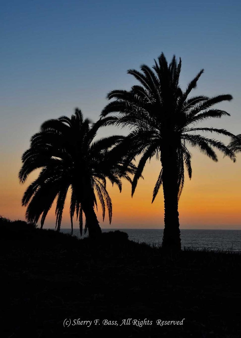 PALM Trees at SUNSET PHOTOGRAPHY, Various Sizes image 1