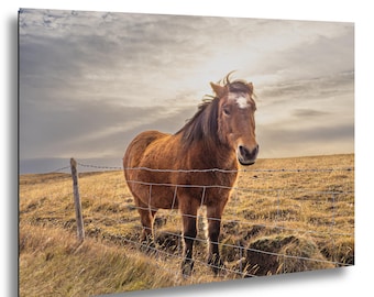 Icelandic Horse Print - Calm Nordic Landscape in Golden Light