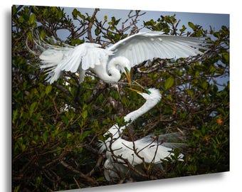 Egret Couple Print: Romantic Florida Wetlands Wildlife Photography