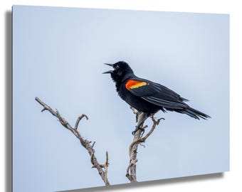 Red-Winged Blackbird Photo Print: Birdwatching Home Decor