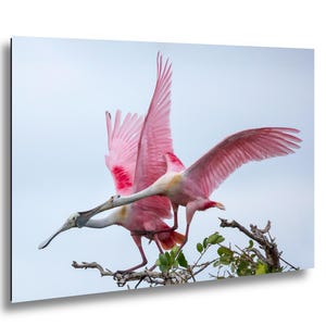 A pair of pink birds with long beaks perched on a branch, their wings spread wide as they appear to be in mid-flight.