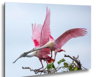 Roseate Spoonbill Print: Florida Mangrove Bird Photography