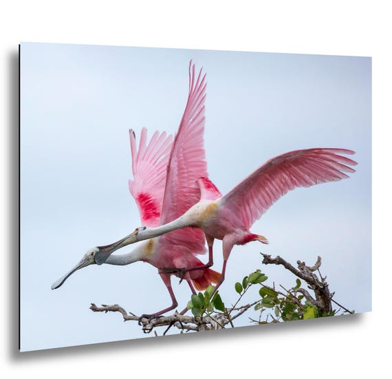 Roseate Spoonbill Print: Florida Mangrove Bird Photography