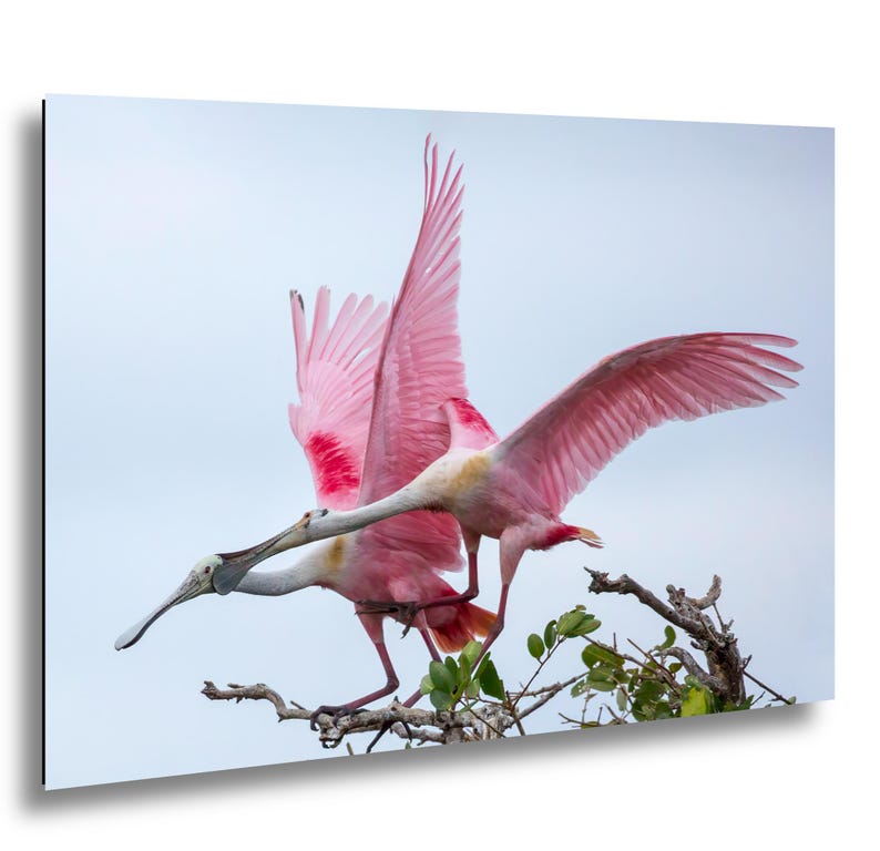 A pair of pink birds with long beaks perched on a branch, their wings spread wide as they appear to be in mid-flight.