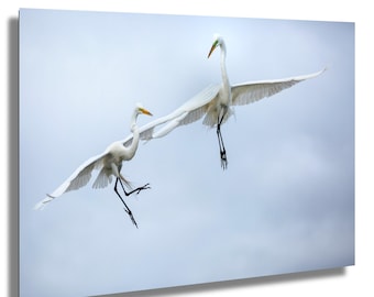 Egret Couple in Flight Photography: Florida Wetlands Wildlife Art