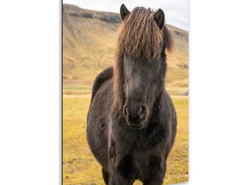 Fluffy Icelandic Horse Portrait: Nordic Farm Animal Art Print