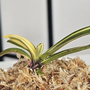 Neofinetia falcata ‘Nishidemiyako’ — Variegated Japanese Orchid with Active Growth