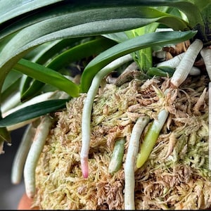 Neofinetia falcata 'Oonami Seikai' / Orchidea giapponese matura / Pianta consolidata / Radici forti / Non una piantina / Fukiran