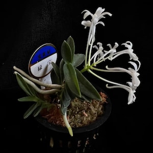 May include: A potted orchid with white, delicate flowers and green leaves. The plant sits in a black pot with a tag that has blue, white, and green text. The background is black.