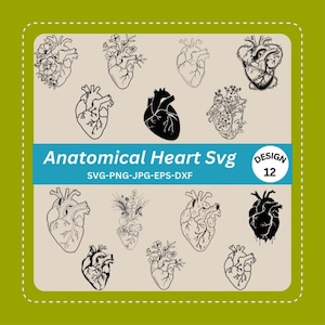 Paquete SVG de corazón. Paquete SVG de corazón anatómico, SVG de corazón de flor, SVG de corazón humano, SVG de anatomía, SVG de corazón, SVG de cardiología, SVG de corazón realista.