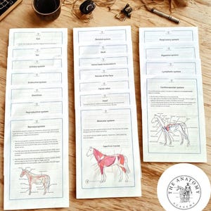 Puede incluir: Tarjetas didácticas de anatomía con ilustraciones detalladas de sistemas equinos, como los sistemas esquelético, muscular y cardiovascular. Las tarjetas tienen bordes azules y etiquetas de texto. Un logotipo circular de "The Anatomy Academy" es visible.