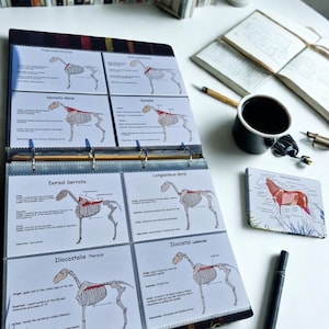 May include: An open binder displaying anatomical diagrams of a horse's muscles, with detailed illustrations and labels. A coaster with a horse diagram, a pen, and a coffee cup are also visible, suggesting a study or educational theme.