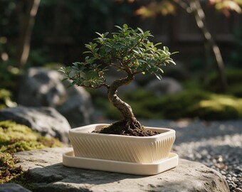 Bonsai-Topf mit Untersetzer – Flacher Sukkulenten-Pflanztopf