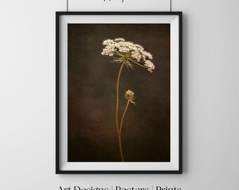 Kwiat Daucus, botaniczny minimalistyczny wydruk ścienny, rustykalny wydruk ścienny w stylu cottagecore, antyczny plakat dekoracyjny, eleganckie dzieło sztuki do salonu