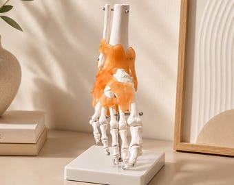 life size foot and ankle anatomy model with ligaments – medical skeleton teaching aid, classroom demonstration decor