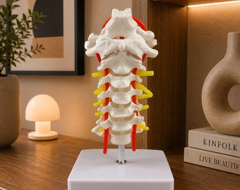Human Cervical Spine Anatomical Model with Occipital Bone, Vertebral Artery, Nerves & Intervertebral Discs – Medical Teaching Display