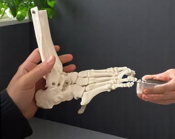 Handmade Life-Size Foot & Ankle Skeleton Model—Anatomical Bone Replica for Medical Study, Educational Tool, Clinic Display, Orthopedic Decor
