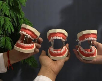 Unique Handmade Anatomy Dental Model for Technicians — High-Quality Typodont, Educational Study & Practice Tool, Perfect Gift Idea