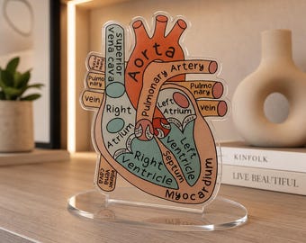 Human heart anatomy board – 2d acrylic medical model, educational teaching aid, classroom clinic and office decor