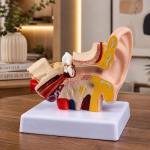 Pode incluir: Um modelo anatómico do ouvido humano apresentando uma vista em corte transversal das estruturas do ouvido externo, médio e interno. O modelo é renderizado em tons de bege, amarelo, vermelho e azul, montado numa base quadrada de plástico branco.