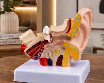 Human ear anatomy model 1.5x life size – professional medical teaching aid for classroom, clinic and training