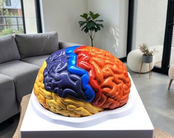 Human brain functional area model – anatomical teaching model for scientific study and education - life-size