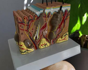 Unique Handmade Human Anatomy Skin & Hair Structure Model — Enlarged Skin Layer Model for Medical Teaching, Cosmetic Education, Decoration